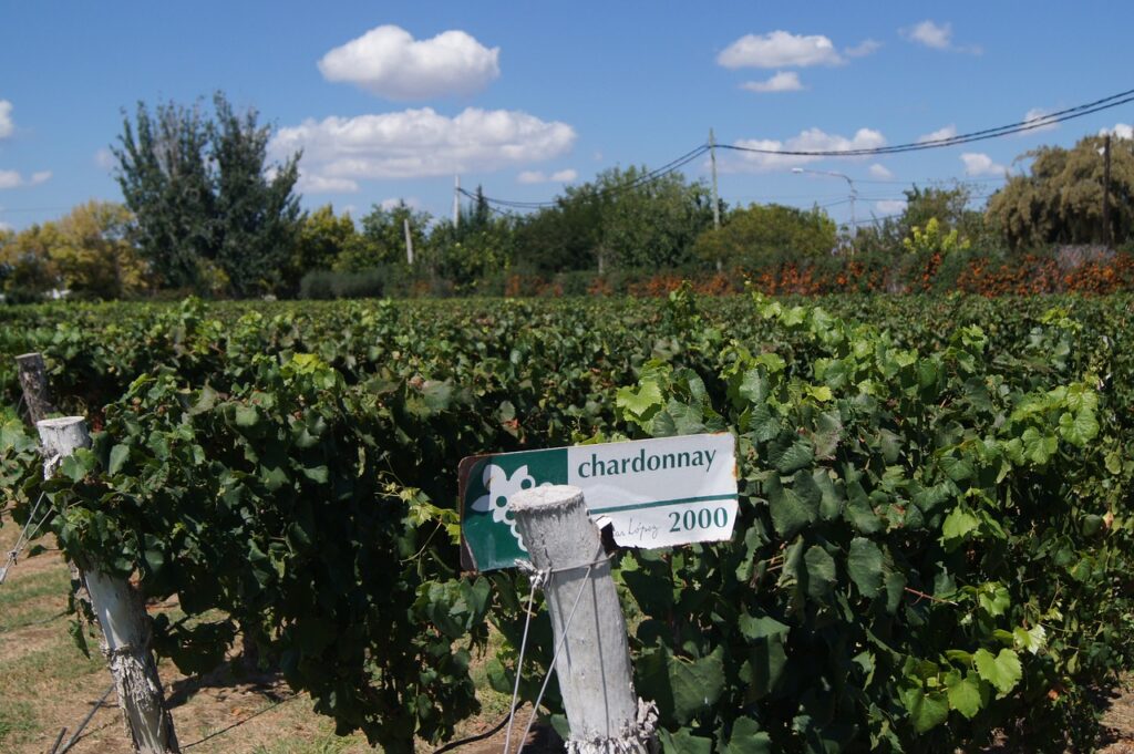 Descubra os encantos de Mendoza em 4 dias